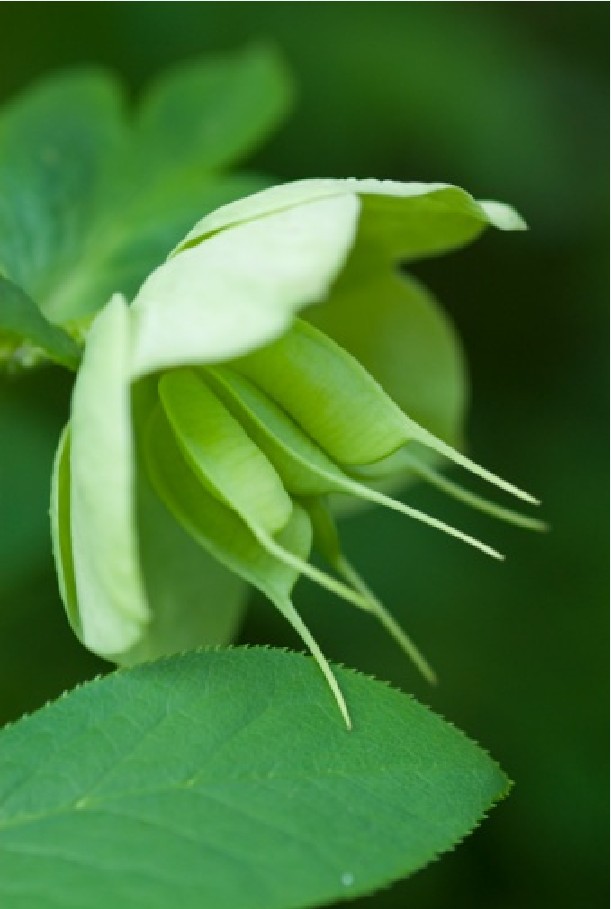 helleborus orientalis