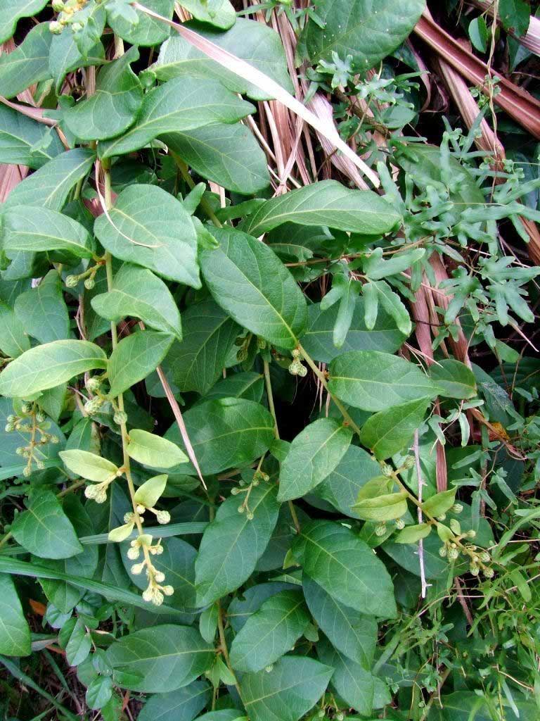 target="_blank" href="/item/植物">植物 /a>扁桃状斑鸠菊的化学元素