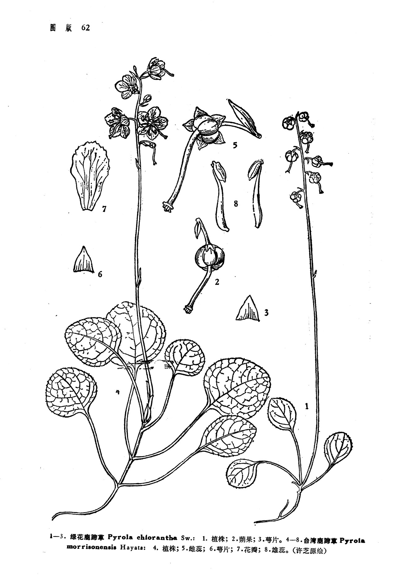 pyrola morrisonensis (hayata) hayata