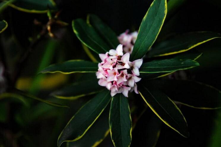 喜温暖,湿润,凉爽,不耐严寒,忌暑热,是瑞香科植物. /p>