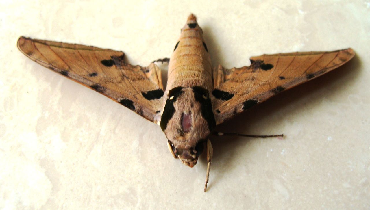  p>鹰翅天蛾( i>oxyambulyx ochracea /i>&nbsp;butler,1885)是