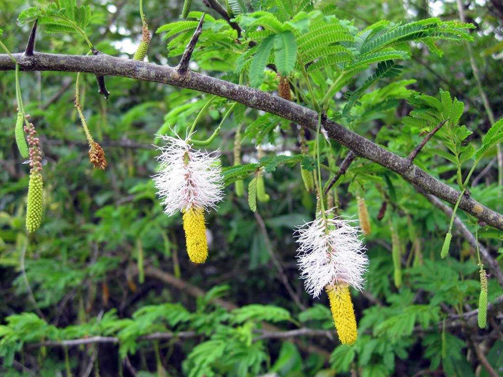  p>代儿茶属(dichrostachys wight et arn.