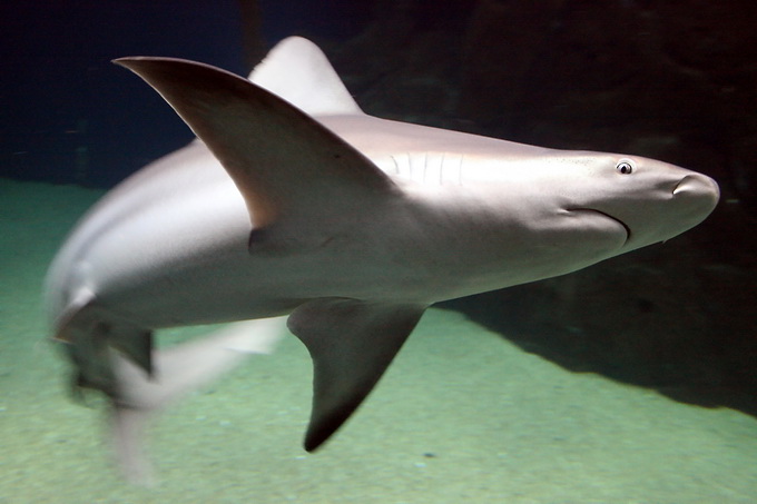 真鲨(学名: i>carcharhinus plumbeus /i>)是真鲨科,真鲨属的一种鲨鱼