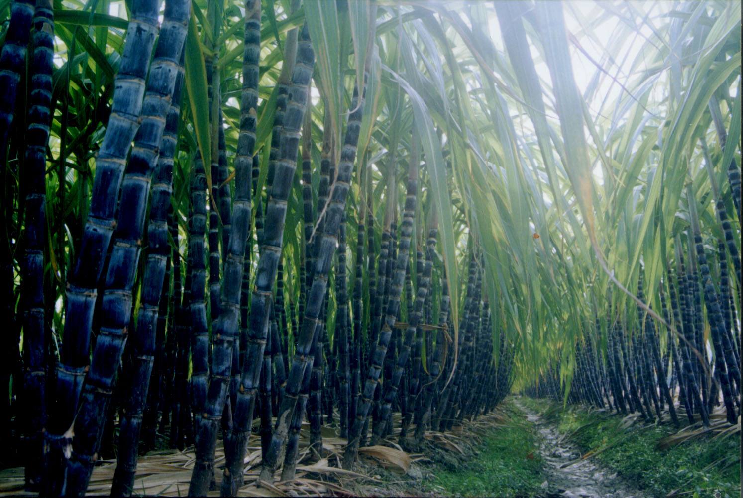  p>甘蔗,(学名:saccharum officinarum英文名:sugarcane)甘蔗属