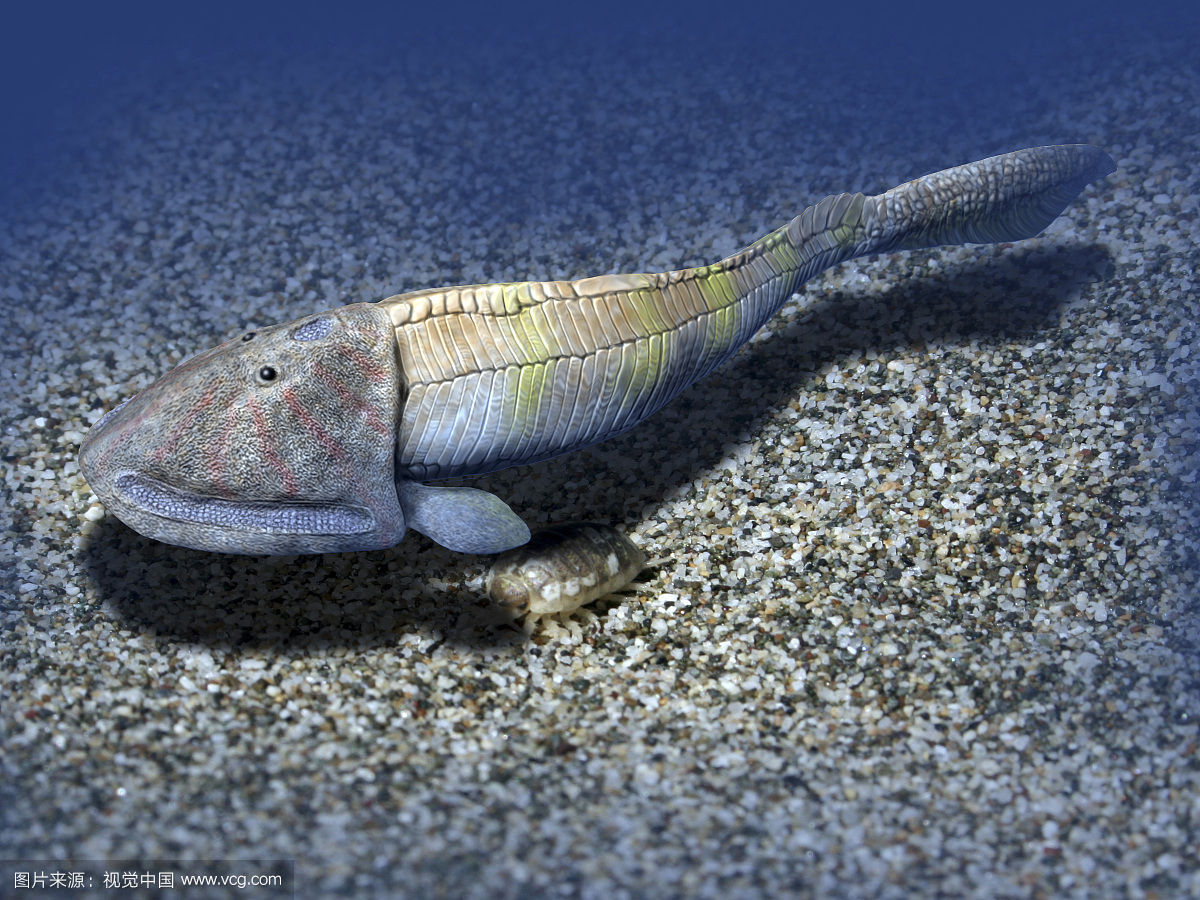  p> a href="#" data-lemmaid="6574014">甲胄鱼纲 /a>的最早 a href=