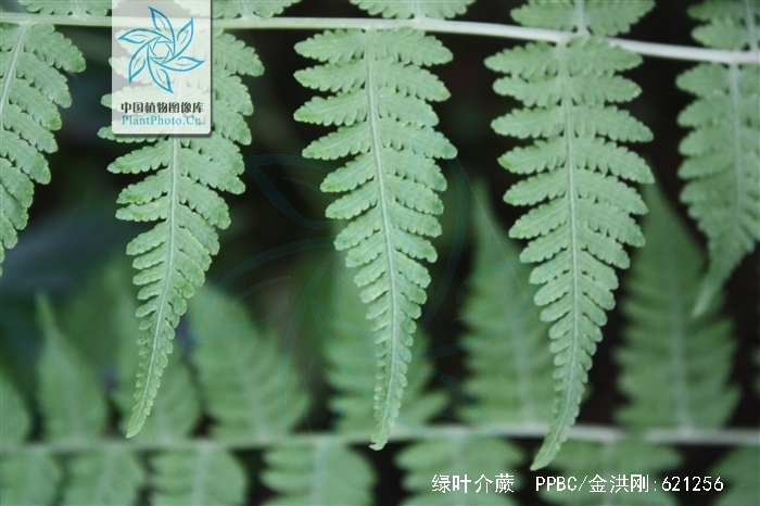 dryoathyrium viridifrons (makino) ching