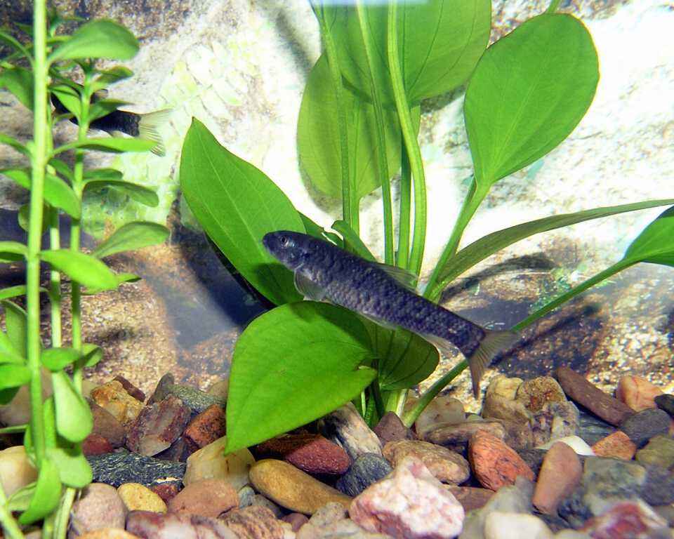  p>星子鱼又叫亲亲鱼,妙儿鱼,温泉鱼,鱼医生,土耳其青苔鼠.