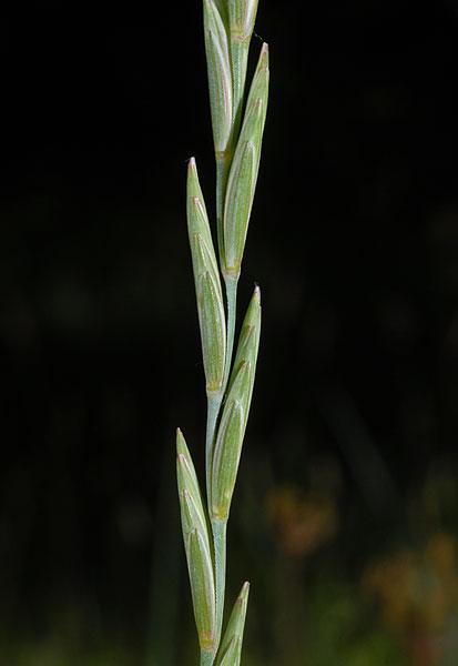 elytrigia intermedia (host) nevski