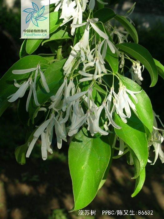 chionanthus retusus lindl.et paxt.