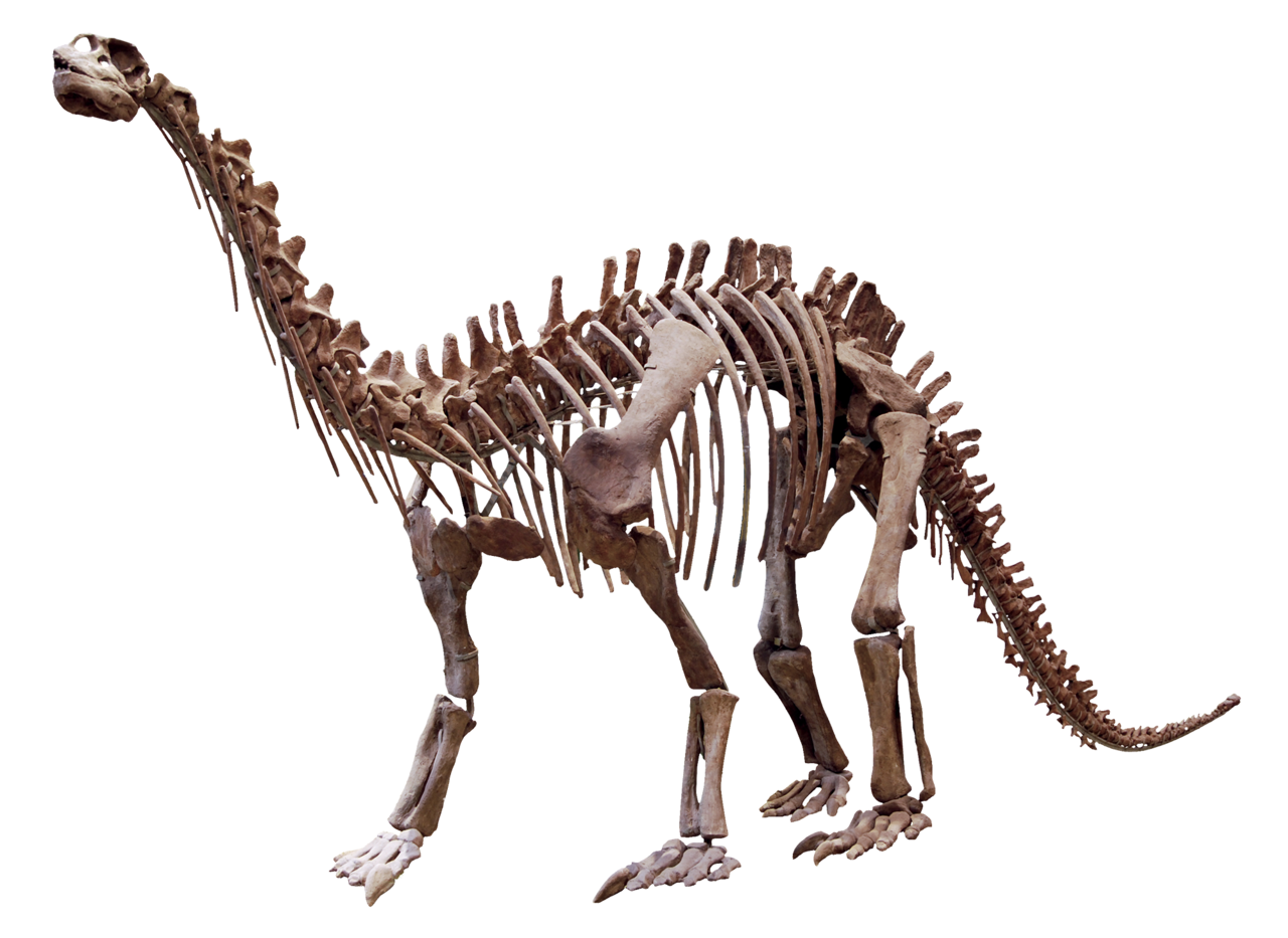 中侏罗世李氏蜀龙