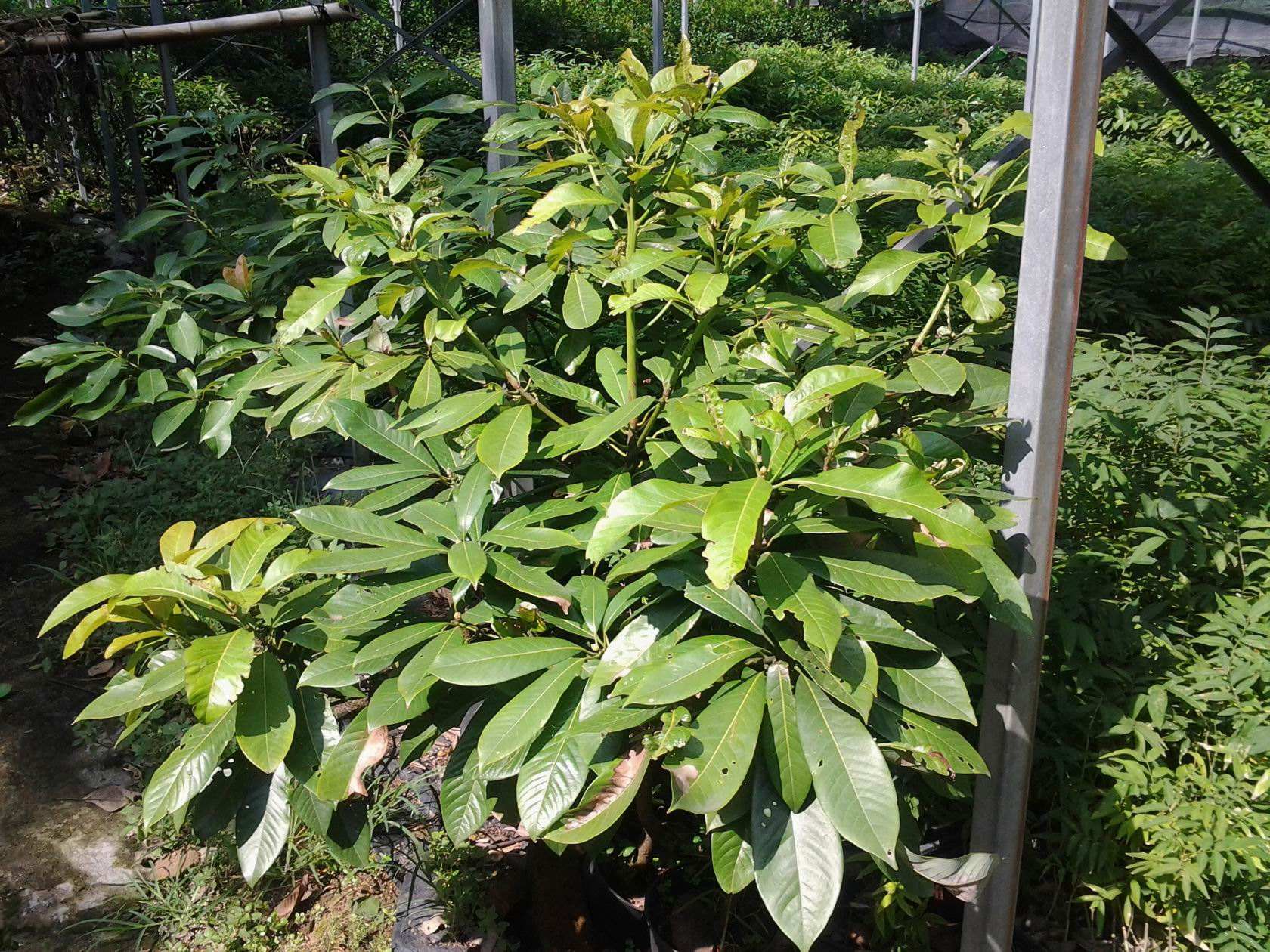 是樟科,润楠属 a target="_blank" href="/item/乔木/33239" data