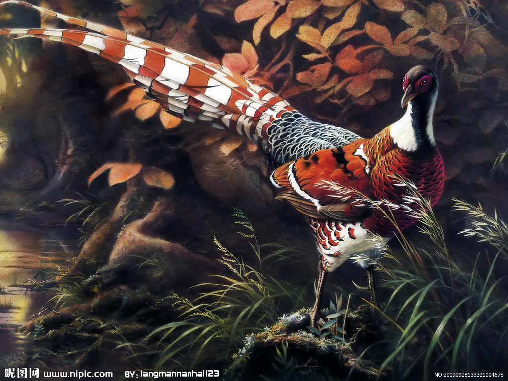 雉鸡贺兰山亚种