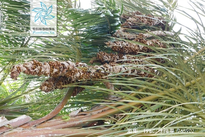  p>酒椰(学名: i>raphia vinifera /i> beauv.