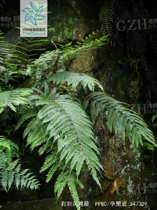 有刺凤尾蕨