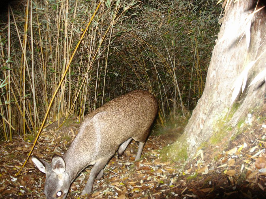 成年林麝体重体重6~9kg,体长630~800mm,肩高小于500mm.