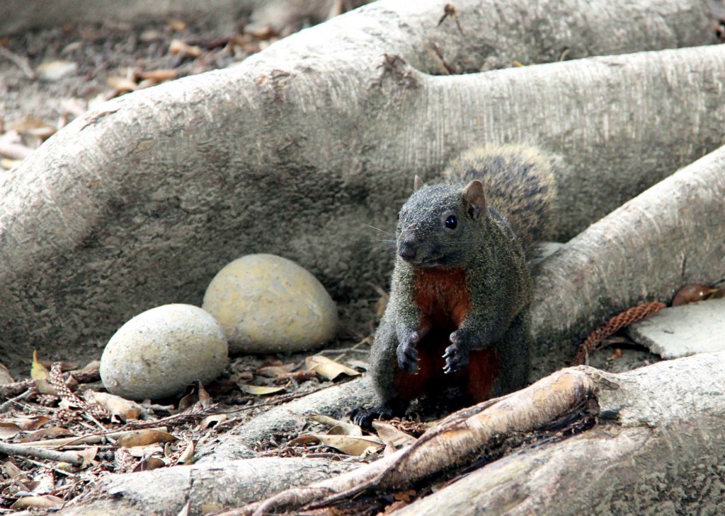  p>赤腹松鼠(学名: i>callosciurus erythraeus  /i>)又称红腹松鼠,为