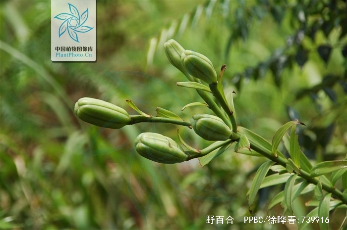  p>野百合(学名: i>lilium brownii /i>  f.e.br.