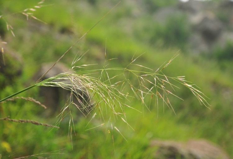  p>芨芨草(学名: i>achnatherum splendens  /i>(trin.