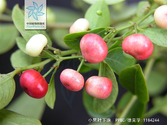 小果叶下珠