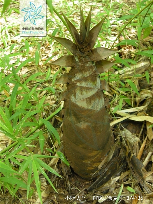  p> a href="#" data-lemmaid="2438101"> /a>小叶龙竹(学名: i>