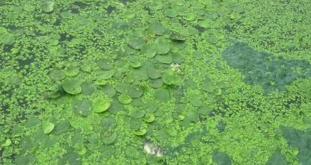  p>浮游植物(phytoplankton)是一个生态学概念,是指在水中以浮游生活