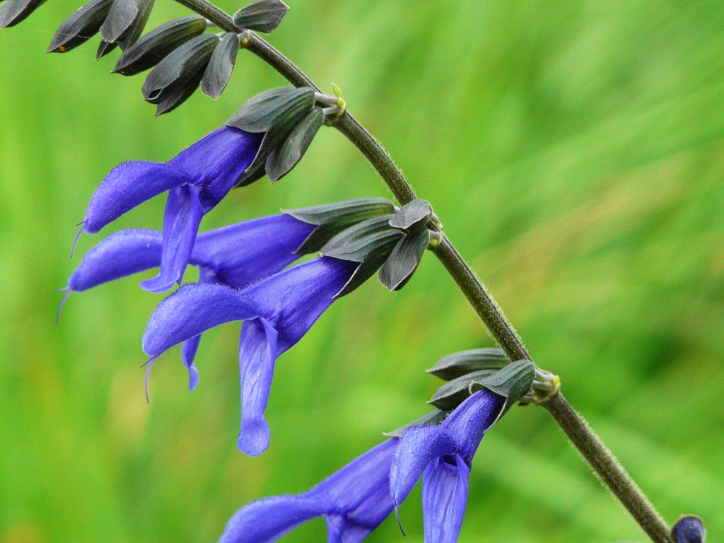  p>鼠尾草(学名: i>salvia japonica  /i>thunb.