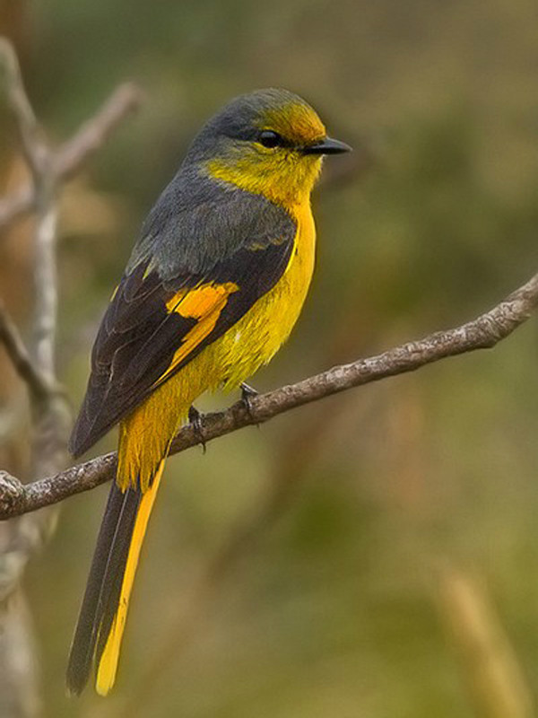  p>短嘴山椒鸟(学名: i>pericrocotus brevirostris /i>):体长17-20