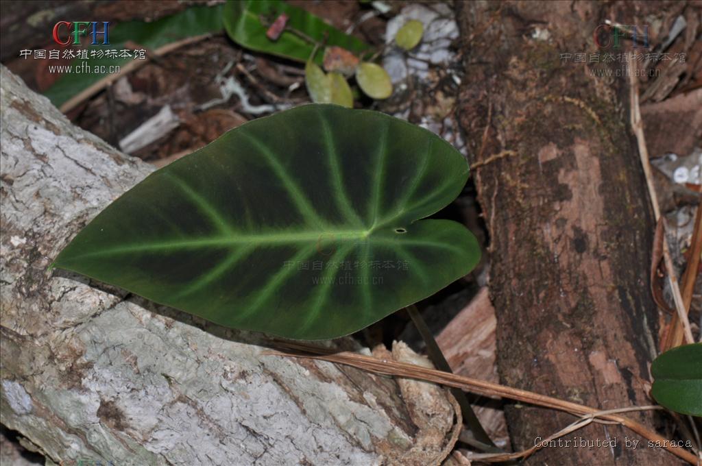  p>岩芋属( a target="_blank" href="/item/学名/8074290" data