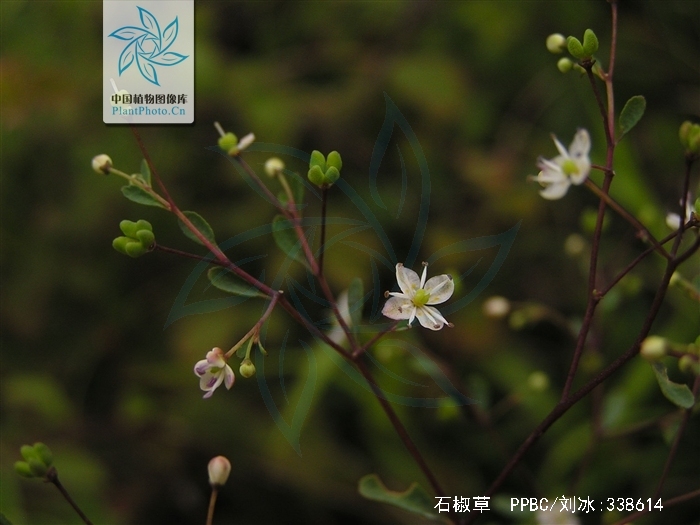 石椒草