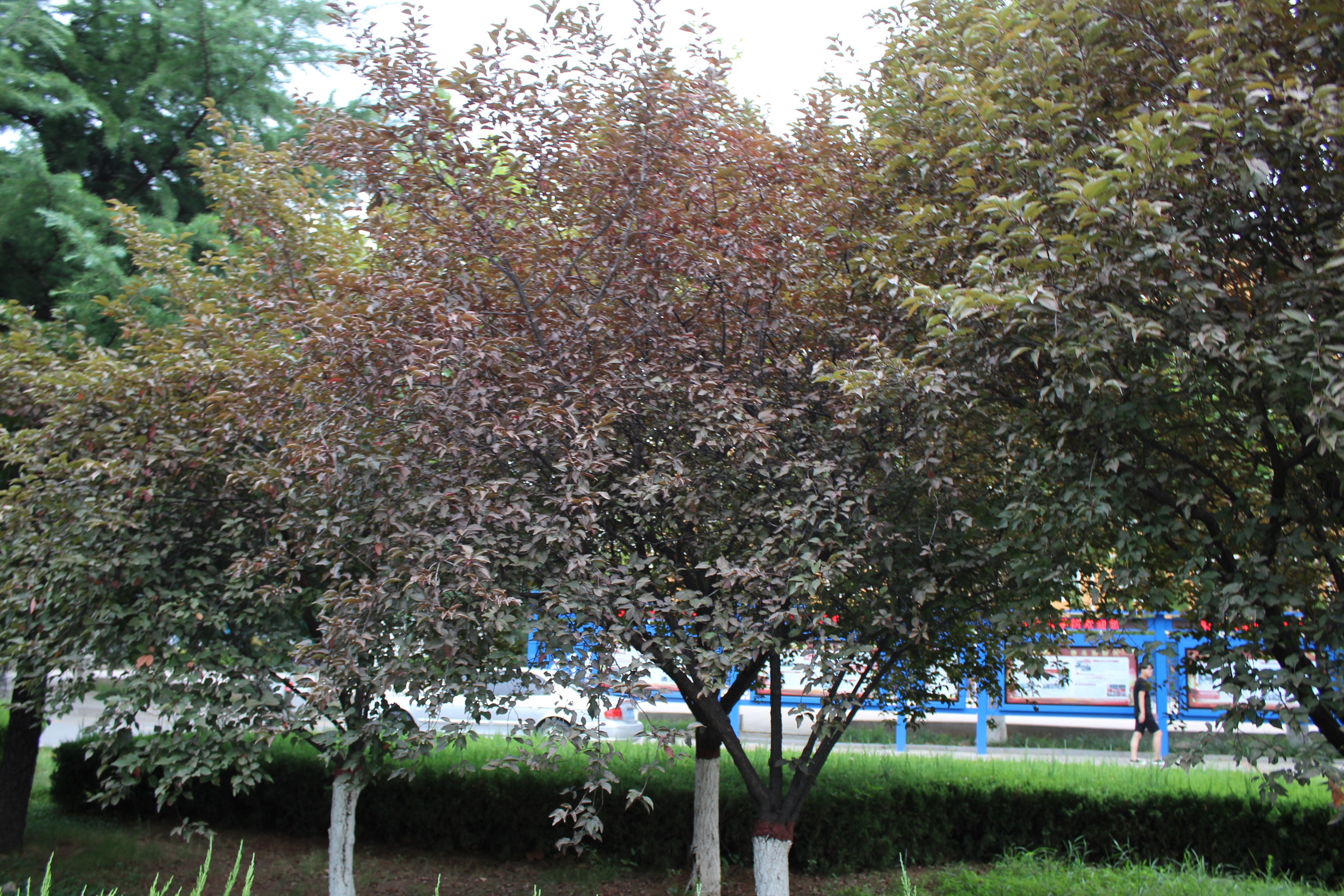  p>美人梅(学名: i>prunus × blireana /i> cv.