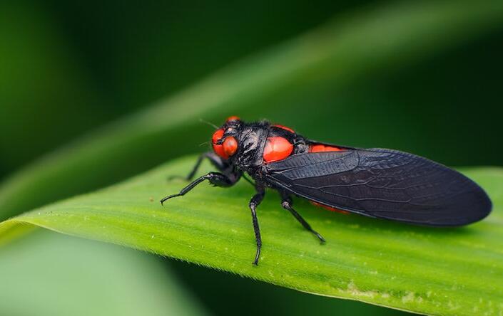 黑翅红蝉