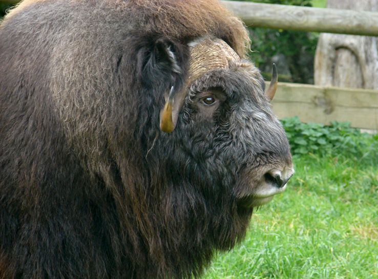  p>麝牛(学名: i>ovibos moschatus /i>):偶蹄目,牛科,麝牛属下的一种