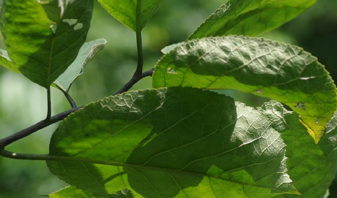  p>蛇藤属(拉丁学名:)直立或藤状灌木;叶互生,有齿,花小,两性,辐射