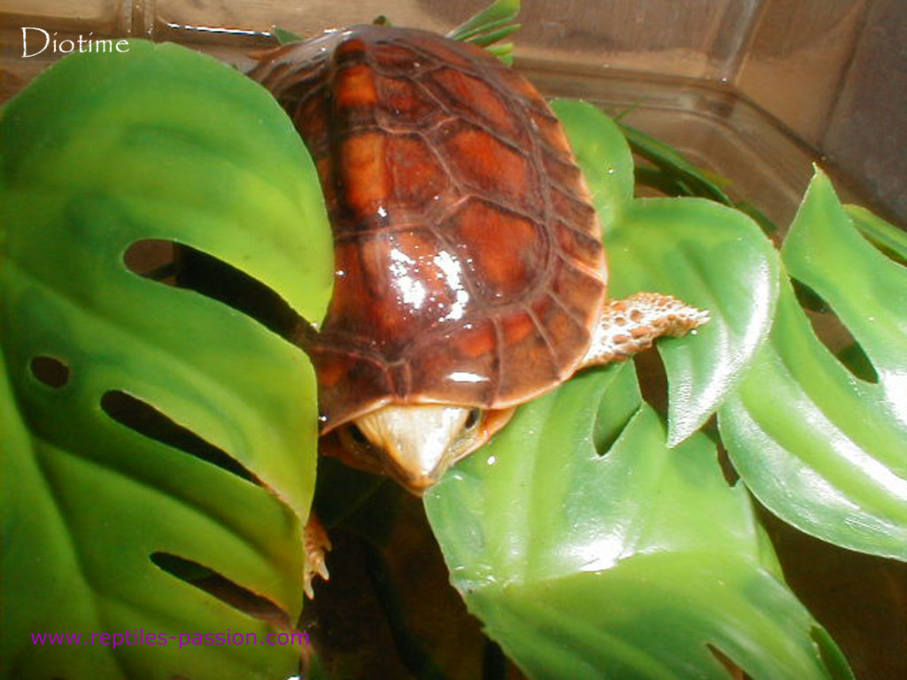  p>百色闭壳龟(学名: i> i>cuora mccordi /i> /i>)是龟科,闭壳龟属