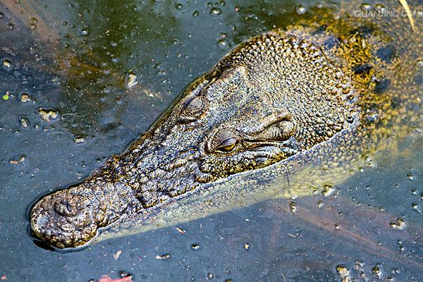 estuarine crocodile