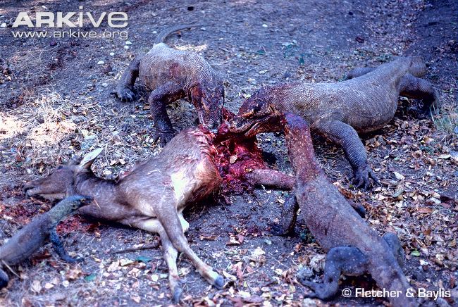  p>科莫多巨蜥,学名 b> i>varanus komodoensis /i> /b>(ouwens,1912)