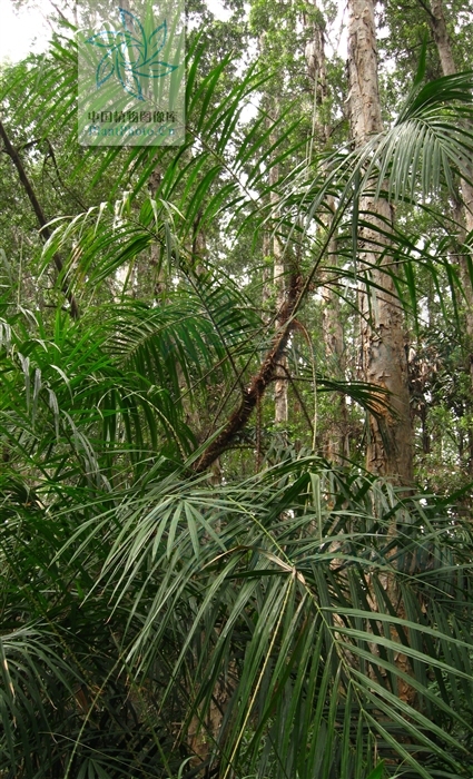  p>直立省藤(学名:calamus erectus roxb.