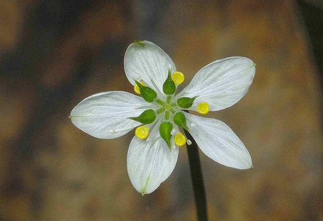  p>五叶黄连(学名: i>coptis quinquefolia /i>)为 a href="#" data