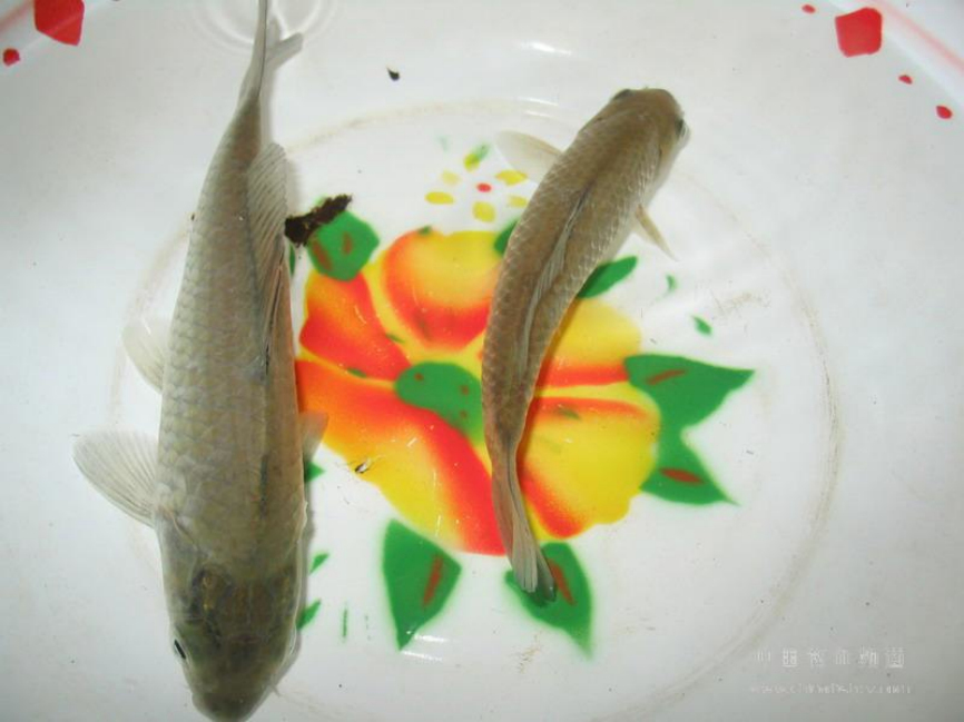 鲤鲫移核鱼