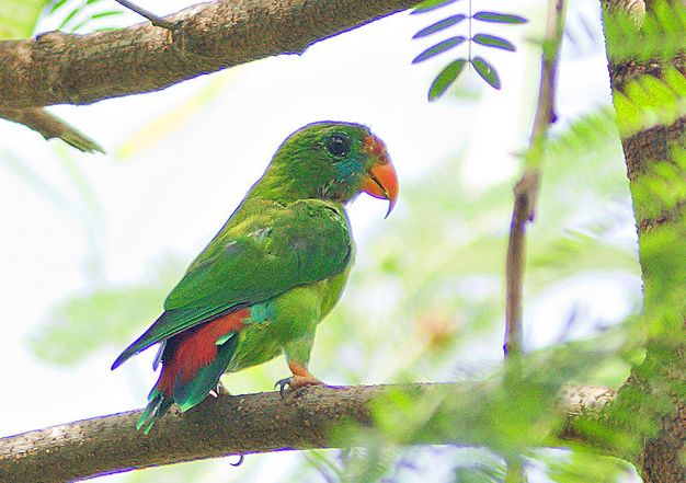 菲律宾短尾鹦鹉