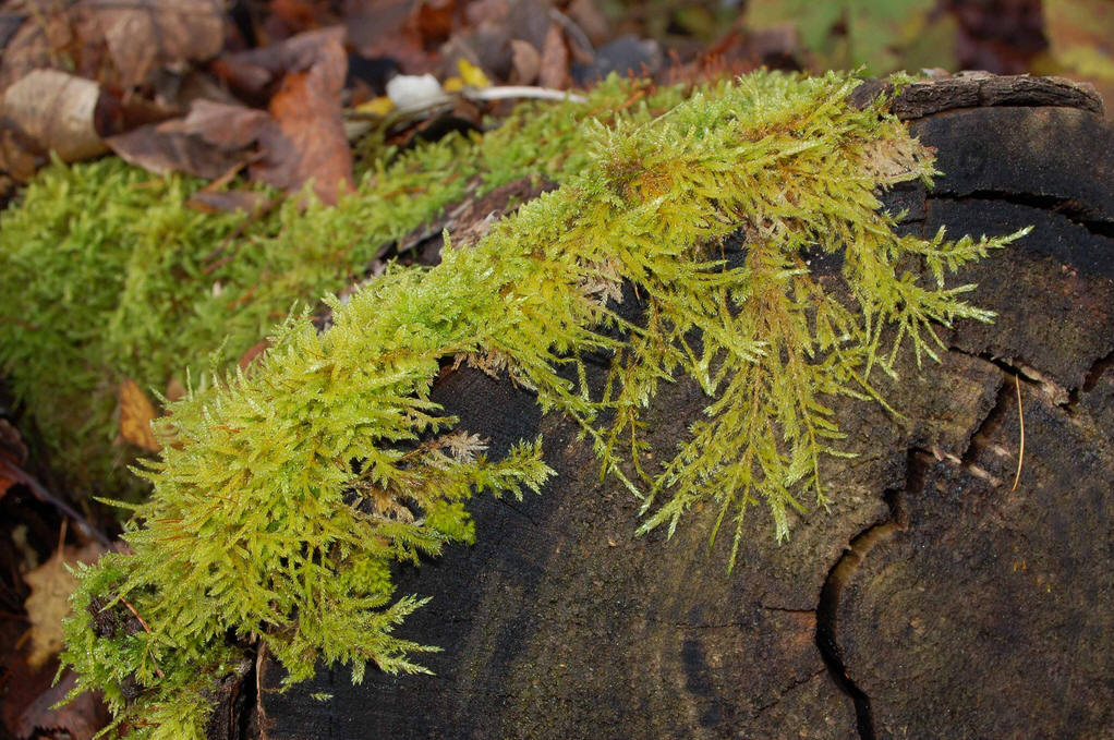  p>灰藓属的植物体黄绿色,具光泽,多呈不规则分枝或 a href="#">羽状