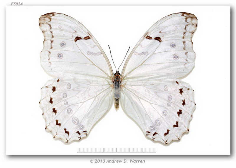  p> a target="_blank" href="/item/多音白闪蝶/8607252" data-lemma