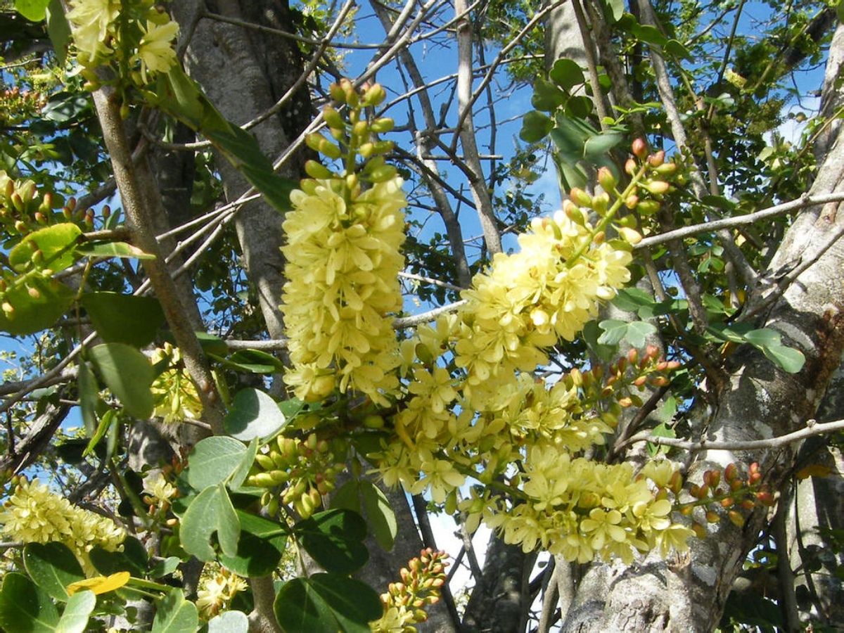  p data-id="tzoz9fkfrrbw">苏木( i>biancaea sappan /i> (l.) tod.