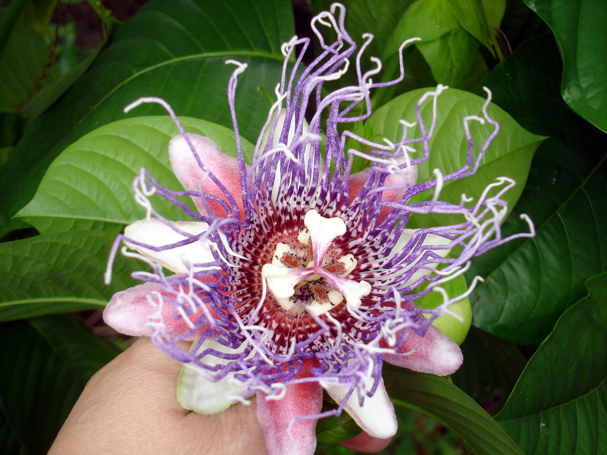  p> a href="#" data-lemmaid="49048">西番莲 /a>属于 a href="#"