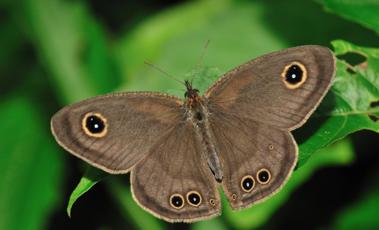 i>(sick,1941),属 a target="_blank" href="/item/波纹蛾科/8602551"