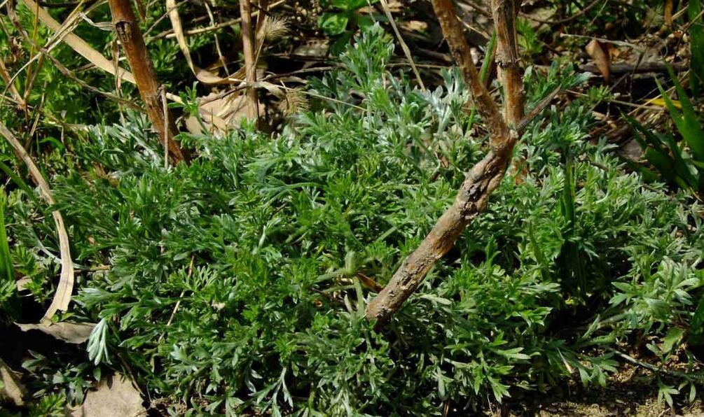  p>茵陈蒿(学名: i>artemisia capillaris /i> thunb.