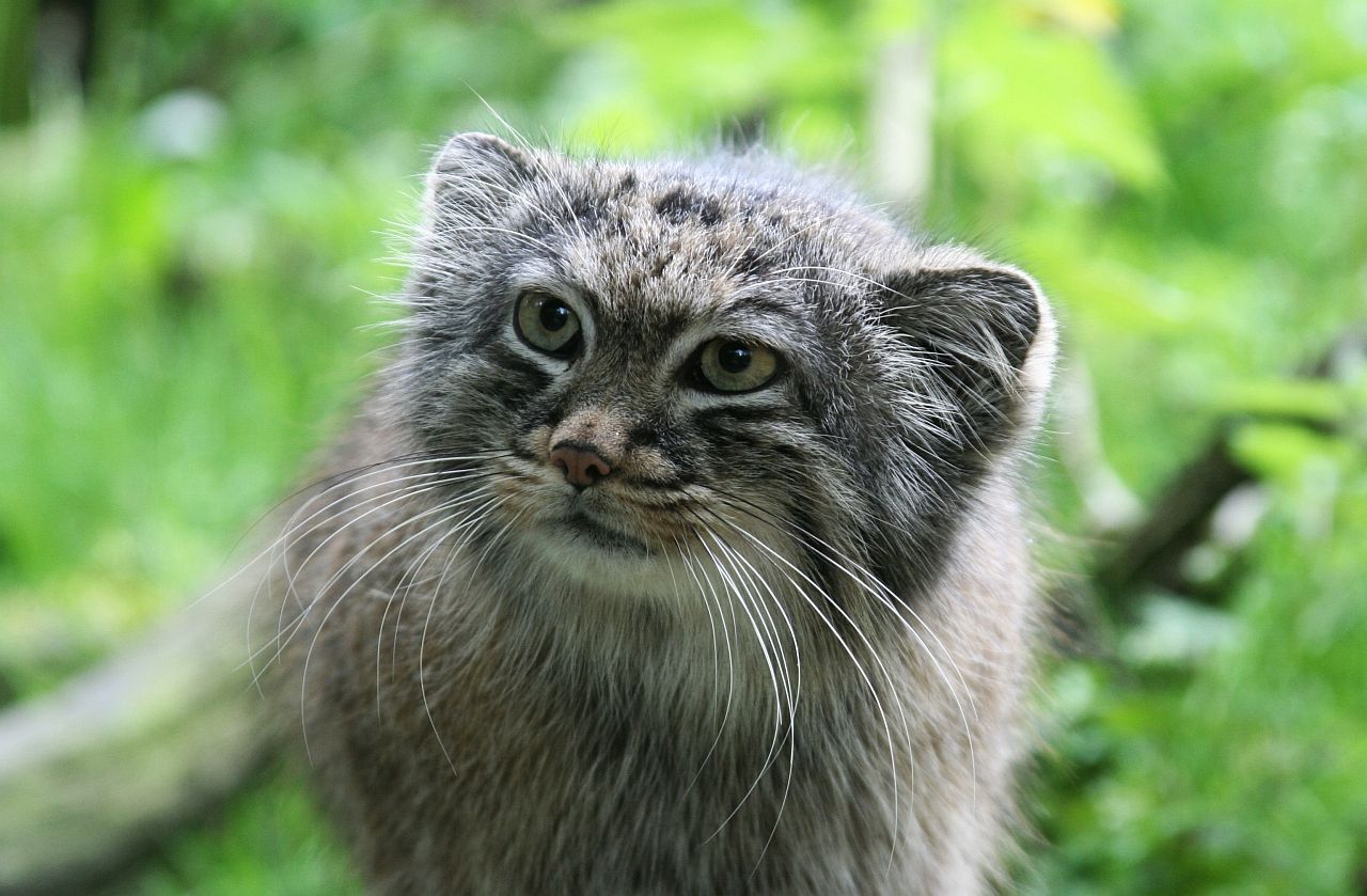  p>兔狲西亚亚种体形粗短,大小似家猫,体重2～3千克,栖息于沙漠,荒漠