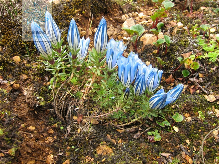 gentiana arethusae var. delicatula