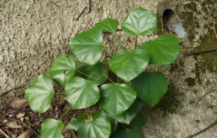 ">攀援 /a>或缠绕 a href="#" data-lemmaid="762136">藤本植物 /a