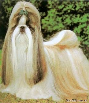 拉萨犬